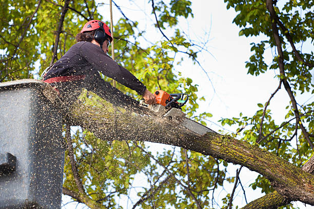 Leaf Removal in Bristol, VA